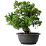 Juniperus chinensis Itoigawa, 27 cm, ± 25 Jahre alt