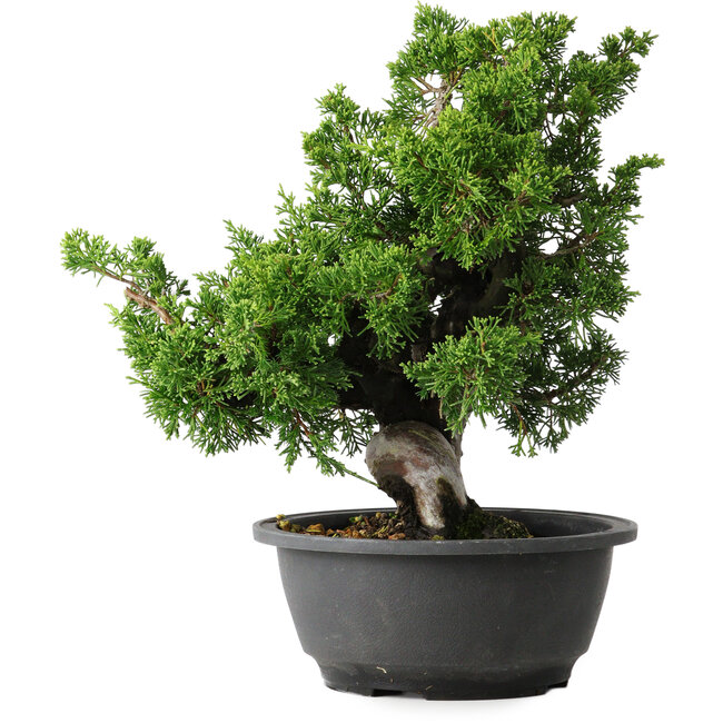 Juniperus chinensis Itoigawa, 27 cm, ± 25 jaar oud