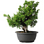 Juniperus chinensis Itoigawa, 27 cm, ± 25 jaar oud