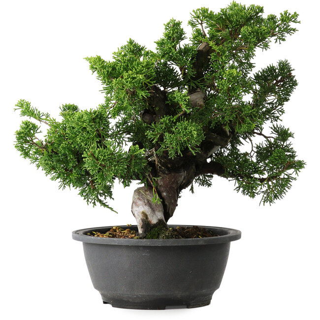 Juniperus chinensis Itoigawa, 27 cm, ± 25 Jahre alt