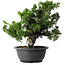 Juniperus chinensis Itoigawa, 27 cm, ± 25 jaar oud
