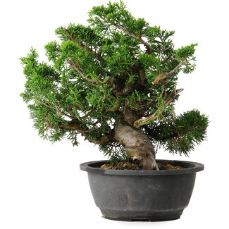 Juniperus chinensis Itoigawa, 24 cm, ± 25 jaar oud