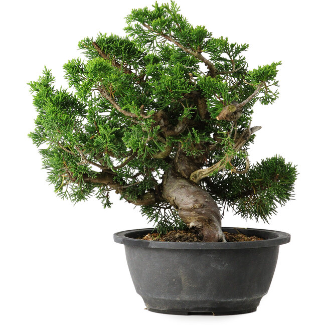 Juniperus chinensis Itoigawa, 24 cm, ± 25 jaar oud