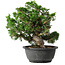 Juniperus chinensis Itoigawa, 24 cm, ± 25 jaar oud