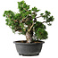 Juniperus chinensis Itoigawa, 24 cm, ± 25 jaar oud