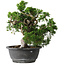 Juniperus chinensis Itoigawa, 24 cm, ± 25 jaar oud