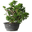 Juniperus chinensis Itoigawa, 24 cm, ± 25 jaar oud