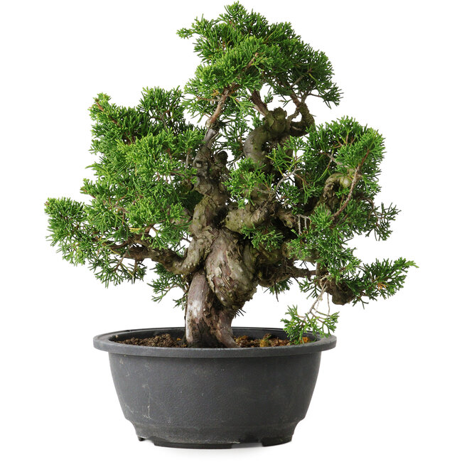 Juniperus chinensis Itoigawa, 26 cm, ± 25 jaar oud