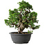 Juniperus chinensis Itoigawa, 26 cm, ± 25 jaar oud