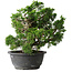Juniperus chinensis Itoigawa, 24 cm, ± 25 jaar oud