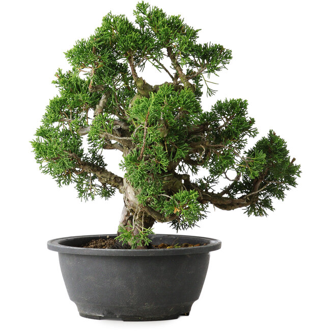 Juniperus chinensis Itoigawa, 26 cm, ± 25 years old
