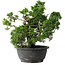 Juniperus chinensis Itoigawa, 24 cm, ± 25 jaar oud