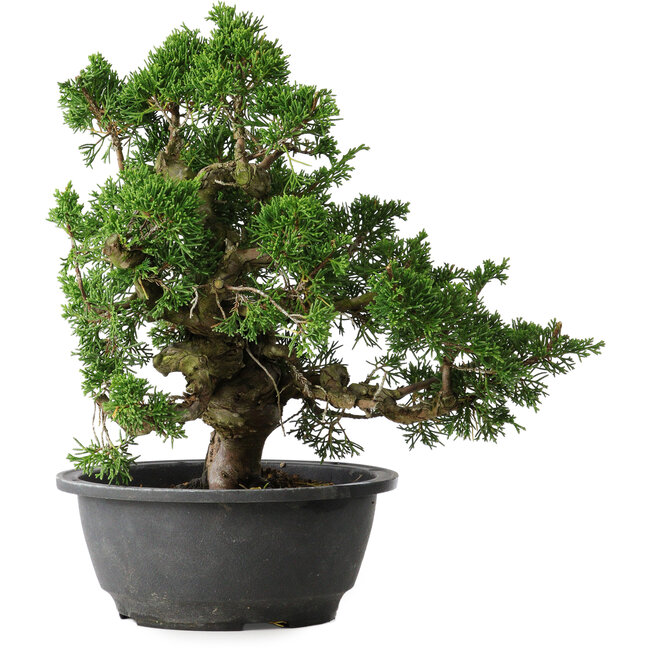 Juniperus chinensis Itoigawa, 26 cm, ± 25 Jahre alt