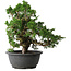 Juniperus chinensis Itoigawa, 26 cm, ± 25 Jahre alt