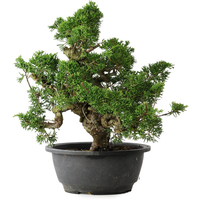 Juniperus chinensis Itoigawa, 26 cm, ± 25 anni