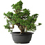 Juniperus chinensis Itoigawa, 26 cm, ± 25 jaar oud