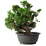 Juniperus chinensis Itoigawa, 24 cm, ± 25 jaar oud