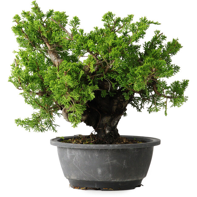 Juniperus chinensis Itoigawa, 21 cm, ± 25 Jahre alt