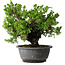 Juniperus chinensis Itoigawa, 21 cm, ± 25 years old