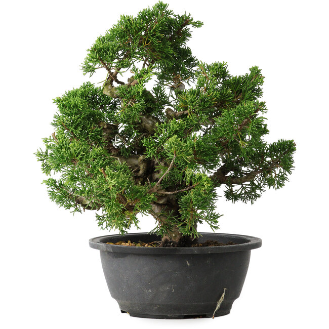 Juniperus chinensis Itoigawa, 26 cm, ± 25 years old