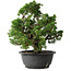 Juniperus chinensis Itoigawa, 26 cm, ± 25 jaar oud