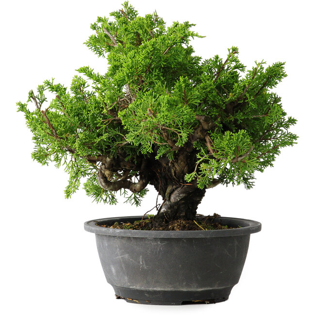 Juniperus chinensis Itoigawa, 21 cm, ± 25 years old