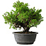 Juniperus chinensis Itoigawa, 21 cm, ± 25 jaar oud