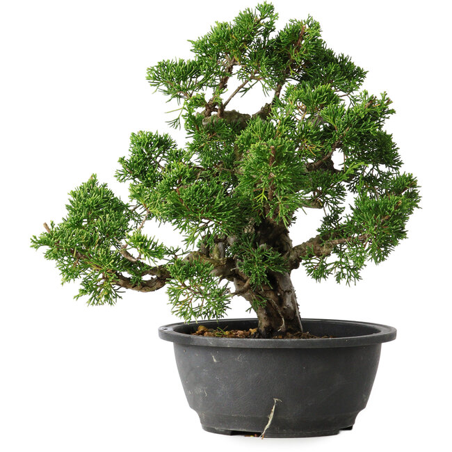 Juniperus chinensis Itoigawa, 26 cm, ± 25 ans