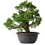 Juniperus chinensis Itoigawa, 26 cm, ± 25 jaar oud