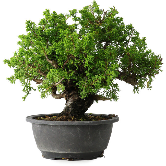 Juniperus chinensis Itoigawa, 21 cm, ± 25 anni