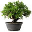 Juniperus chinensis Itoigawa, 21 cm, ± 25 Jahre alt
