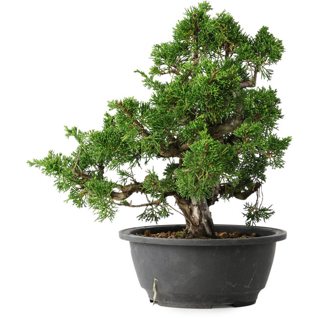 Juniperus chinensis Itoigawa, 26 cm, ± 25 years old