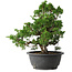 Juniperus chinensis Itoigawa, 26 cm, ± 25 jaar oud