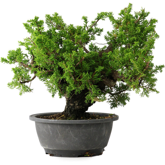 Juniperus chinensis Itoigawa, 21 cm, ± 25 ans