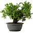 Juniperus chinensis Itoigawa, 21 cm, ± 25 anni