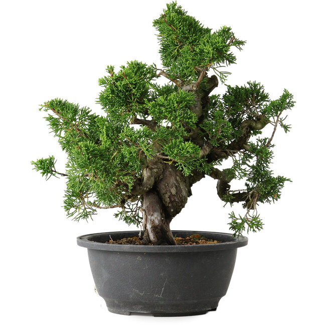 Juniperus chinensis Itoigawa, 26 cm, ± 25 years old