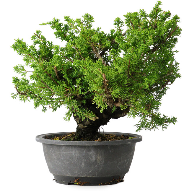 Juniperus chinensis Itoigawa, 21 cm, ± 25 years old