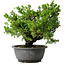 Juniperus chinensis Itoigawa, 21 cm, ± 25 jaar oud