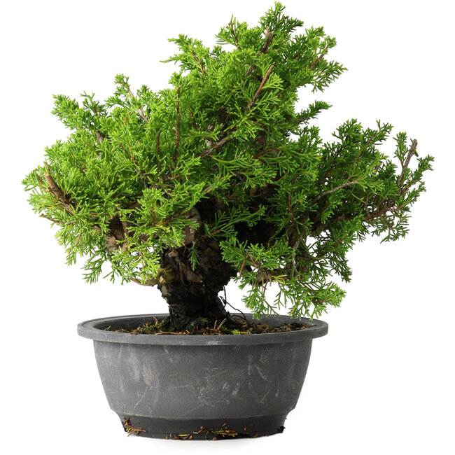Juniperus chinensis Itoigawa, 21 cm, ± 25 anni
