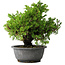 Juniperus chinensis Itoigawa, 21 cm, ± 25 Jahre alt