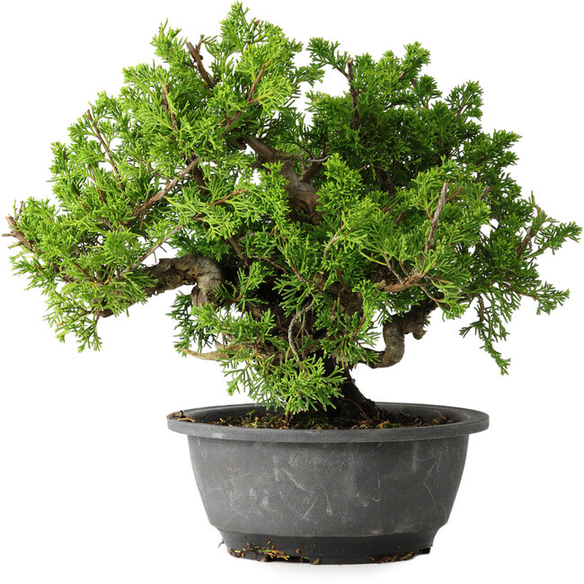 Juniperus chinensis Itoigawa, 21 cm, ± 25 jaar oud