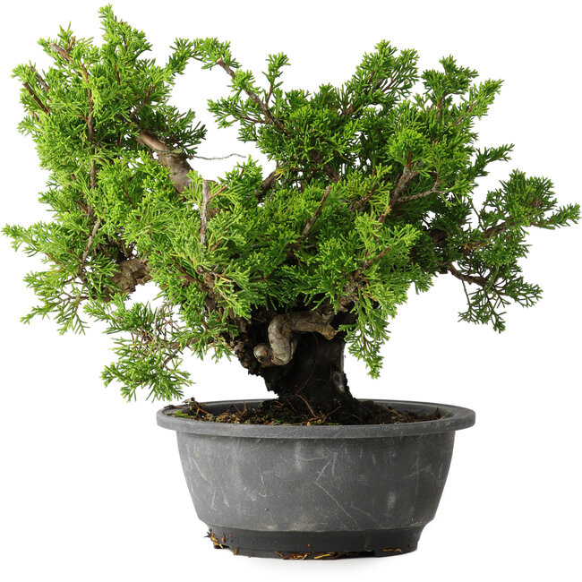 Juniperus chinensis Itoigawa, 21 cm, ± 25 ans