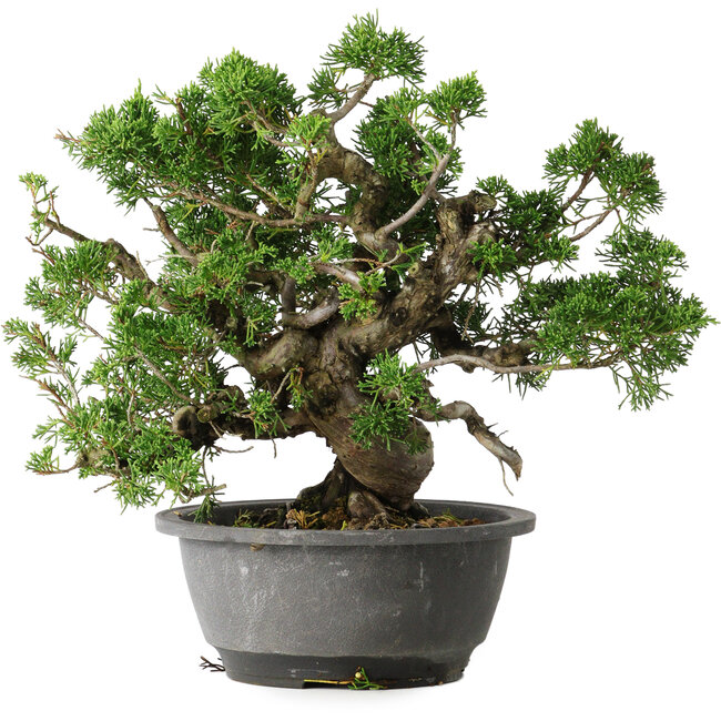 Juniperus chinensis Itoigawa, 24 cm, ± 25 jaar oud