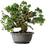 Juniperus chinensis Itoigawa, 24 cm, ± 25 jaar oud