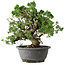 Juniperus chinensis Itoigawa, 24 cm, ± 25 jaar oud