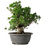Juniperus chinensis Itoigawa, 24 cm, ± 25 jaar oud