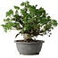 Juniperus chinensis Itoigawa, 24 cm, ± 25 jaar oud