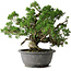 Juniperus chinensis Itoigawa, 24 cm, ± 25 jaar oud