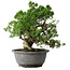 Juniperus chinensis Itoigawa, 24 cm, ± 25 jaar oud
