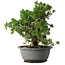 Juniperus chinensis Itoigawa, 24 cm, ± 25 jaar oud